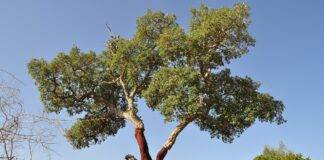 아낌없이 벗어주는 코르크나무