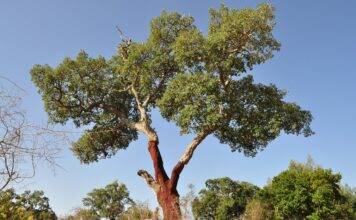 아낌없이 벗어주는 코르크나무