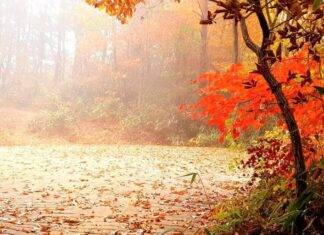 On an autumn day at Bulilam