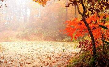 On an autumn day at Bulilam