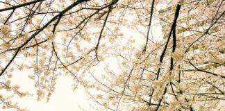 2025 벚꽃 시즌, 봄맞이 꽃캉스를 위한 에어비앤비 숙소 소개