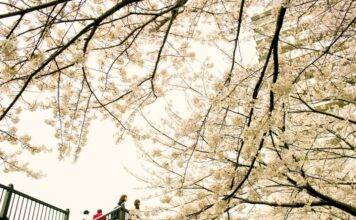 2025 벚꽃 시즌, 봄맞이 꽃캉스를 위한 에어비앤비 숙소 소개