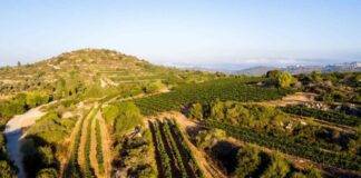 유대교 부림절, 고대 이스라엘 와인의 역사적 유산을 기념하는 특별한 축제 기간