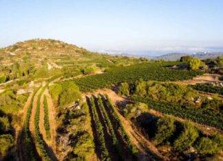 유대교 부림절, 고대 이스라엘 와인의 역사적 유산을 기념하는 특별한 축제 기간