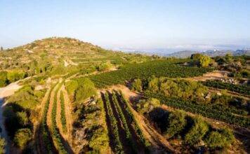 유대교 부림절, 고대 이스라엘 와인의 역사적 유산을 기념하는 특별한 축제 기간