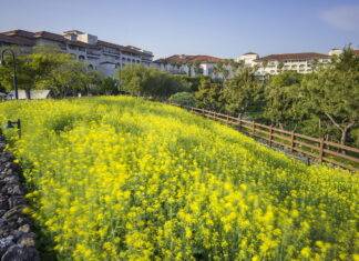 ‘봄꽃 성지’ 제주신라호텔에서 가족사진 스냅 인기