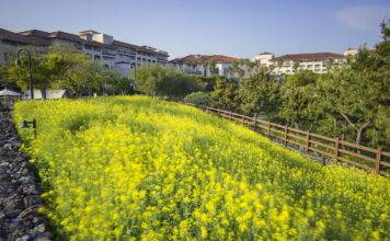 ‘봄꽃 성지’ 제주신라호텔에서 가족사진 스냅 인기