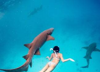 하나투어X고고다이브, 다이빙 강사와 떠나는 밍글링 투어 선봬