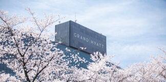 서울의 봄, 남산에서 피어나다 그랜드 하얏트 서울, 꽃길 따라 시작되는 도심 속 힐링