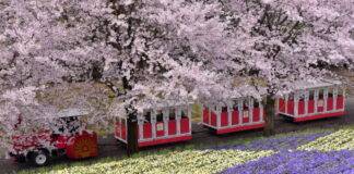 에어서울, 3월 31일 요나고 증편 운항∙∙∙첫편 탑승률 99%