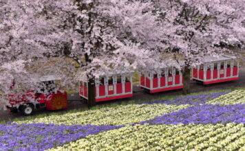 에어서울, 3월 31일 요나고 증편 운항∙∙∙첫편 탑승률 99%