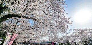 벚꽃랜드에서 즐기는 이색 벚꽃놀이 코스 Best3