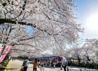 벚꽃랜드에서 즐기는 이색 벚꽃놀이 코스 Best3