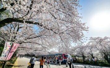 벚꽃랜드에서 즐기는 이색 벚꽃놀이 코스 Best3