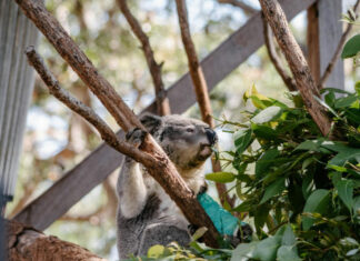 가족과 함께 떠나는 뉴사우스웨일즈주 친환경 여행 소개 자연 보호부터 생태 교육까지, 올가을 가족 여행의 해답