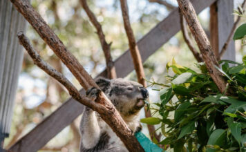 가족과 함께 떠나는 뉴사우스웨일즈주 친환경 여행 소개 자연 보호부터 생태 교육까지, 올가을 가족 여행의 해답