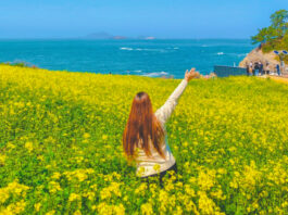 사람보다 꽃을 더 많이 만난다… 승우여행사, 국내 봄꽃 트레킹 여행 추천