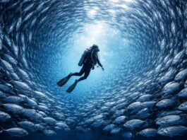 한국 다이버들이 꿈꾸는 바다… 세계 스쿠버다이빙 명소 TOP7