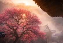 봄을 알리는 전령, 홍매화가 한창이다.