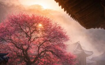 봄을 알리는 전령, 홍매화가 한창이다.