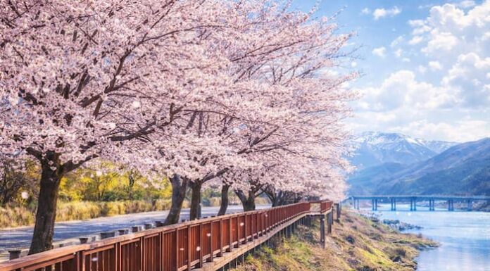 문체부·관광공사 ‘여행가는 봄’ 캠페인 실시… 역대급 혜택이라는데 체감은 의문