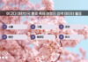 아고다, 대한민국 봄꽃 축제 여행지 검색 데이터 발표
