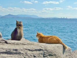 하나투어, “랜선 집사 모여라!” 고양이섬·토끼섬 가는 ‘밍글링 투어 Light’ 선봬