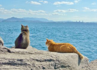 하나투어, “랜선 집사 모여라!” 고양이섬·토끼섬 가는 ‘밍글링 투어 Light’ 선봬