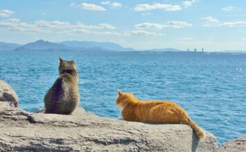 하나투어, “랜선 집사 모여라!” 고양이섬·토끼섬 가는 ‘밍글링 투어 Light’ 선봬