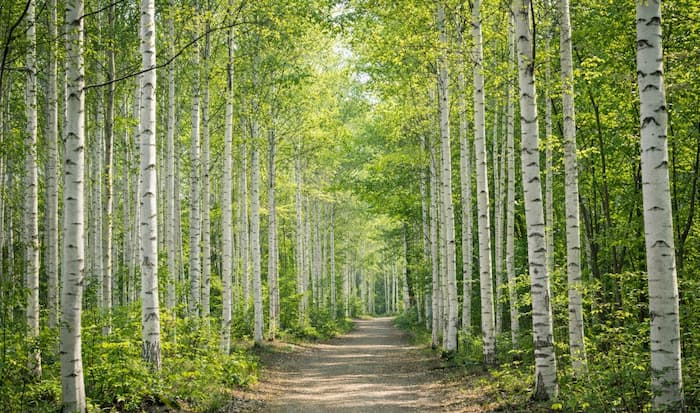 강원 인제 원대리 자작나무숲의 하얀 나무줄기와 고요한 산책로가 이어진 숲 풍경